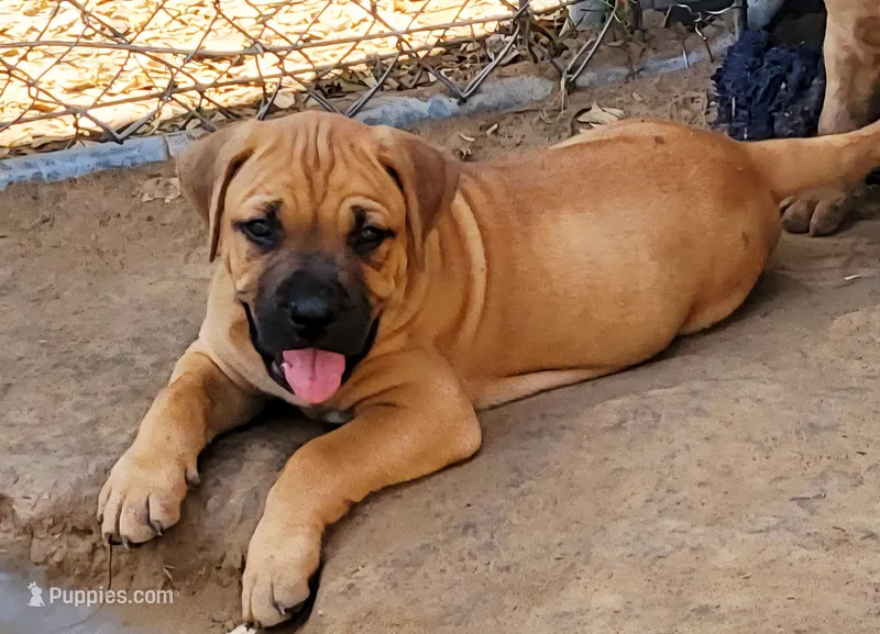 BANDOG (HONDO) – American Pit Bull Terrier, Cane Corso puppy for sale in Tomball, TX