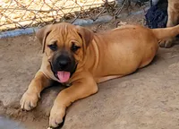 BANDOG (HONDO), a male American Pit Bull Terrier and Cane Corso for sale in Tomball, TX – 1 of 9