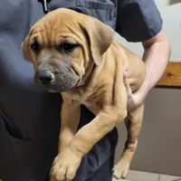 HONDO/BANDOG , a male Dogo Argentino and Boerboel for sale in Tomball, TX – 3 of 7
