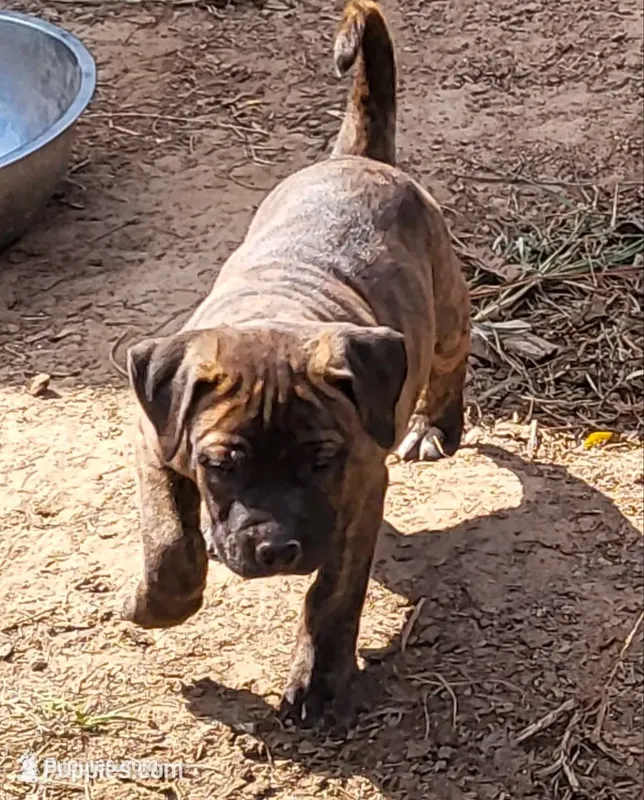 BANDOG/BRINDLE GIRL – American Pit Bull Terrier, Cane Corso puppy for sale in Tomball, TX