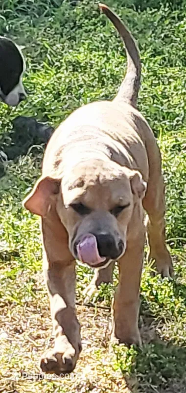 Babyblu  – Dogo Argentino, Cane Corso puppy for sale in Woodville, TX