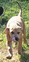 Babyblu , a female Dogo Argentino and Cane Corso for sale in Woodville, TX – Photo 1 of 4