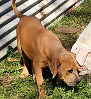 Babyblu , a female Dogo Argentino and Cane Corso for sale in Woodville, TX – Photo 2 of 4