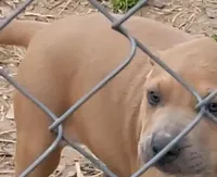 Babyblu , a female Dogo Argentino and Cane Corso for sale in Woodville, TX – Photo 3 of 4