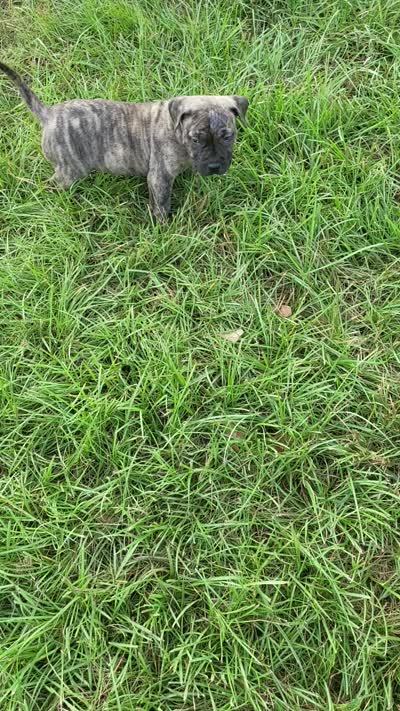  BOERBOEL/BANDOG, MAGGI , a female Cane Corso and Boerboel for sale in Tomball, TX – 8 of 8