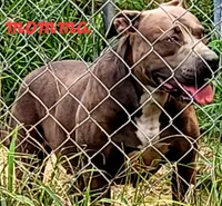 ROCKY/BANDOG , a male Dogo Argentino and Boerboel for sale in Tomball, TX – 10 of 10