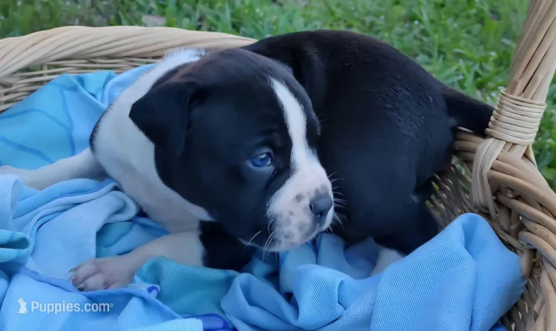 Hondo – American Bully, Cane Corso puppy for sale in Woodville, TX