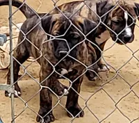 BANDOG/BRUTUS , a male American Pit Bull Terrier and Cane Corso for sale in Tomball, TX – 4 of 9