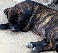 ROCKY/BANDOG , a male Dogo Argentino and Boerboel for sale in Tomball, TX – 2 of 10