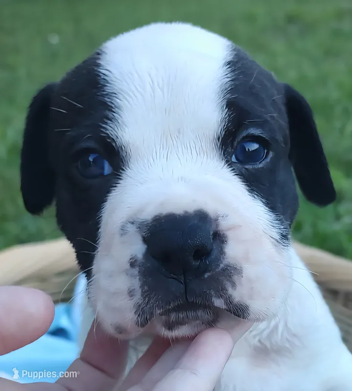 Bettyboop  – American Bully, Cane Corso puppy for sale in Woodville, TX
