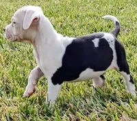 processed/3864b56c-9a87-4a3a-9250-8ce89d74928f/listing/c8774aab-4553-4ba5-8b42-84a443117bfd/7fb64451-fd63-45ad-b4ef-e6b860cfa1d1