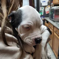 processed/3864b56c-9a87-4a3a-9250-8ce89d74928f/listing/c8774aab-4553-4ba5-8b42-84a443117bfd/c6907e5b-736a-49f5-be86-8e7f8fbacb72