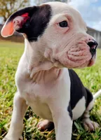 processed/3864b56c-9a87-4a3a-9250-8ce89d74928f/listing/c8774aab-4553-4ba5-8b42-84a443117bfd/e41c9125-9001-4902-a91c-f3dcdf37100e