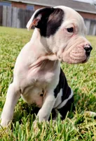 processed/3864b56c-9a87-4a3a-9250-8ce89d74928f/listing/c8774aab-4553-4ba5-8b42-84a443117bfd/fbdff78e-905c-4666-940d-a33f7c79b98f