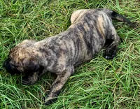 BOERBOEL/BANDOG ,KONG, a male Cane Corso and Boerboel for sale in Tomball, TX – 3 of 8