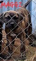  BOERBOEL/BANDOG, MAGGI , a female Cane Corso and Boerboel for sale in Tomball, TX – 3 of 6