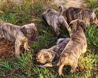 BOERBOEL/BANDOG ,Gracie , a female Cane Corso and Boerboel for sale in Tomball, TX – 6 of 7