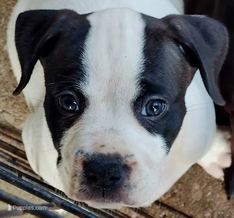 Bettyboop  – Dogo Argentino, American Pit Bull Terrier puppy for sale in Tomball, TX