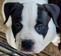 Bettyboop , a female Dogo Argentino and American Pit Bull Terrier for sale in Tomball, TX – 1 of 2