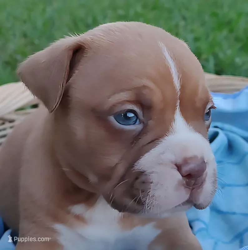 Red – American Bully, Cane Corso puppy for sale in Tomball, TX