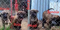   BOERBOEL/BANDOG KONG, a male Cane Corso and Boerboel for sale in Tomball, TX – 2 of 7