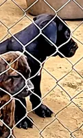 BANDOG/BUCK, a male American Pit Bull Terrier and Cane Corso for sale in Tomball, TX – 4 of 7