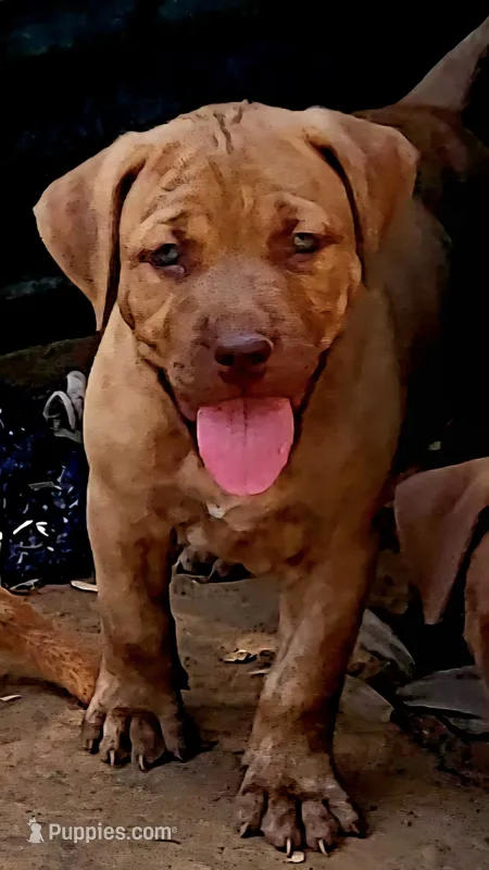 BANDOG /REDFAWN – American Pit Bull Terrier, Cane Corso puppy for sale in Tomball, TX