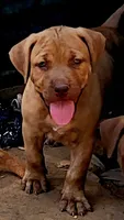 BANDOG /REDFAWN, a female American Pit Bull Terrier and Cane Corso for sale in Tomball, TX – 1 of 6