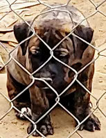 BANDOG/BRINDLE GIRL, a female American Pit Bull Terrier and Cane Corso for sale in Tomball, TX – 6 of 8