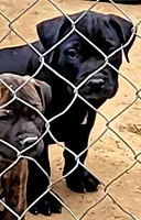BIGBUCK/BANDOG , a male Dogo Argentino and Boerboel for sale in Tomball, TX – 3 of 8