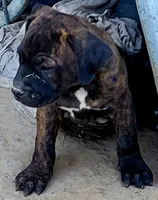 ROCKY/BANDOG , a male Dogo Argentino and Boerboel for sale in Tomball, TX – 3 of 10