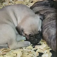 BOERBOEL/BANDOG,Bane, a male Cane Corso and Boerboel for sale in Tomball, TX – 3 of 7