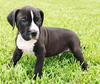 Buster, a male Dogo Argentino and American Pit Bull Terrier for sale in Tomball, TX – 2 of 7