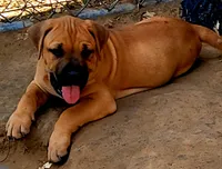 BANDOG (HONDO), a male American Pit Bull Terrier and Cane Corso for sale in Tomball, TX – 3 of 9