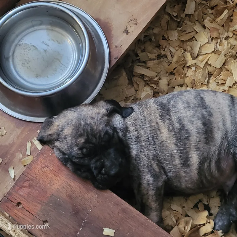 BOERBOEL/BANDOG  Bigboy – Cane Corso, Boerboel puppy for sale in Tomball, TX