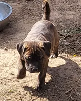 BRINDLEGIRL/BANDOG , a female Dogo Argentino and Boerboel for sale in Tomball, TX – 2 of 5