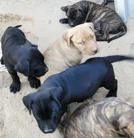 BAMBALAM/BANDOG , a female Dogo Argentino and Boerboel for sale in Tomball, TX – 4 of 5