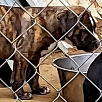 BANDOG/BRUTUS , a male American Pit Bull Terrier and Cane Corso for sale in Tomball, TX – 9 of 9