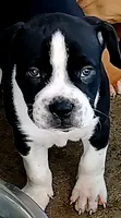 Hondo, a male Dogo Argentino and American Pit Bull Terrier for sale in Tomball, TX – 5 of 5