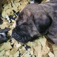  BOERBOEL/BANDOG Brown girl, a female Cane Corso and Boerboel for sale in Tomball, TX – 7 of 9
