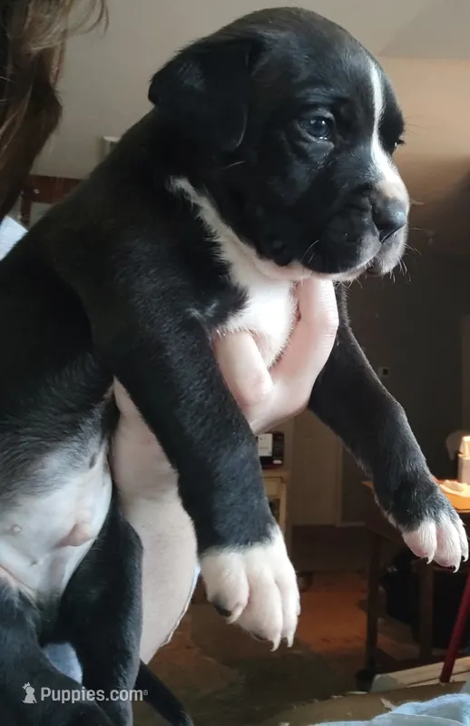 Buster – American Bully, Cane Corso puppy for sale in Tomball, TX