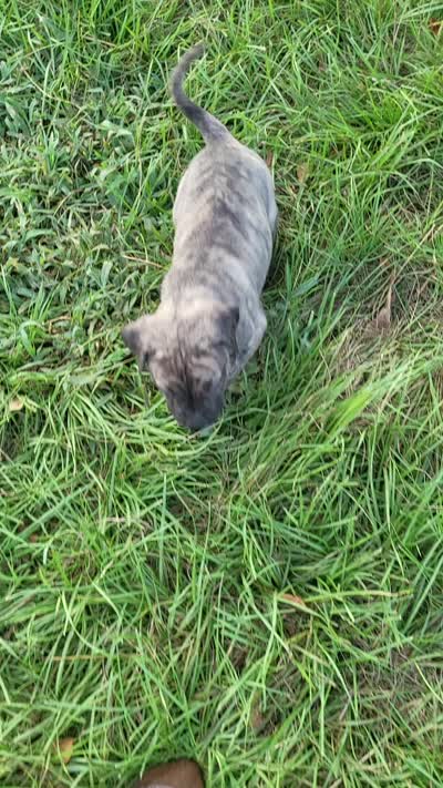 BOERBOEL/BANDOG Graygirl, a female Cane Corso and Boerboel for sale in Tomball, TX – 3 of 4