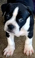 Hondo, a male Dogo Argentino and American Pit Bull Terrier for sale in Tomball, TX – 1 of 5
