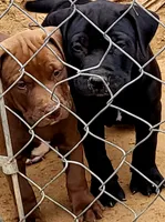 BANDOG/RedChocolate , a female American Pit Bull Terrier and Cane Corso for sale in Tomball, TX – 5 of 8