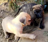   BOERBOEL/BANDOG KONG, a male Cane Corso and Boerboel for sale in Tomball, TX – 6 of 7