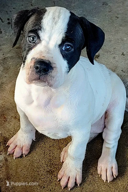 Bettyboop  – American Bully, Cane Corso puppy for sale in Tomball, TX