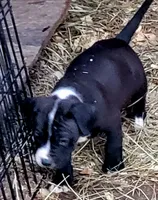 Pepe, a male Dogo Argentino and Cane Corso for sale in Woodville, TX – Photo 3 of 5