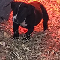 Pepe, a male Dogo Argentino and Cane Corso for sale in Woodville, TX – Photo 4 of 5