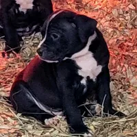 Pepe, a male Dogo Argentino and Cane Corso for sale in Woodville, TX – Photo 5 of 5