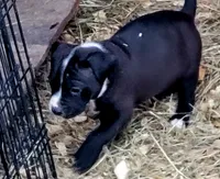 Pepe, a male Dogo Argentino and Cane Corso for sale in Woodville, TX – Photo 1 of 5